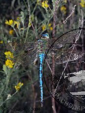 Дозорщик-император 001